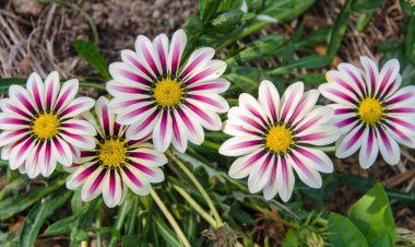 gazania güneşli çiçek
