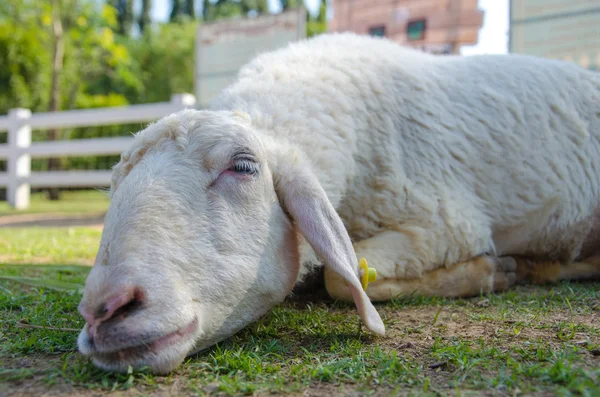 Gros plan de moutons longs en laine à la ferme — Photo