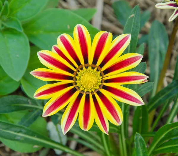 Gazánie sluneční květinou — Stock fotografie