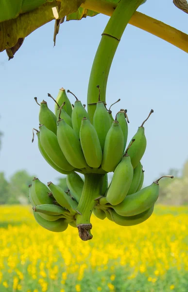 Um bando de bananas verdes frescas numa árvore — Fotografia de Stock