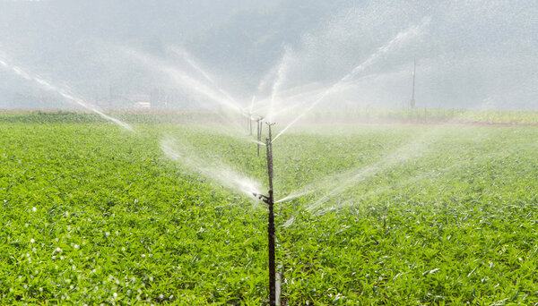 morning view of a hand line sprinkler system in a farm field