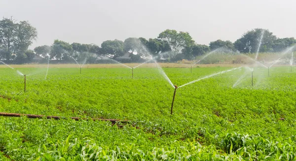 Morning view of a hand line sprinkler system in a farm field — Stock Photo, Image