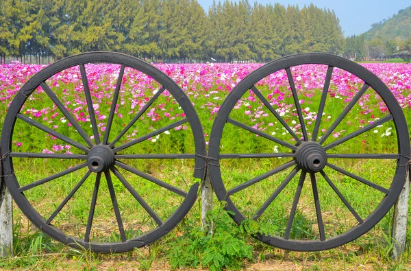 Waterrad en kosmos kleurrijke bloem in het veld — Stockfoto