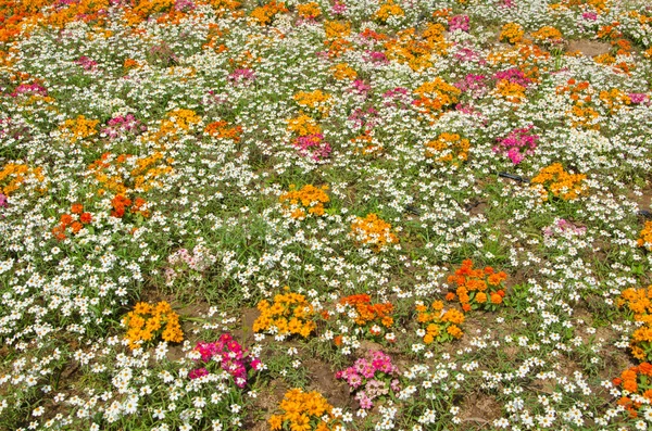 Flor de verano en el jardín —  Fotos de Stock