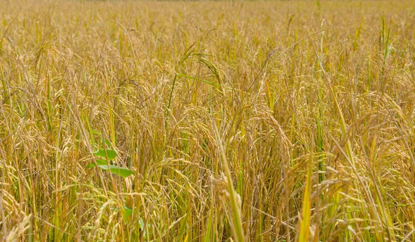 Risaia dorata pronta per il raccolto — Foto Stock