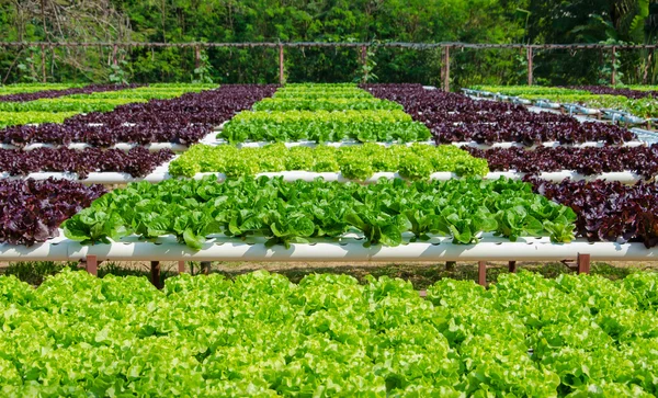 Organic hydroponic vegetable cultivation farm — Stock Photo, Image