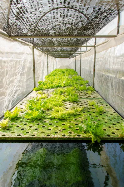 유기 수경 화 식물 재배 농장 — 스톡 사진