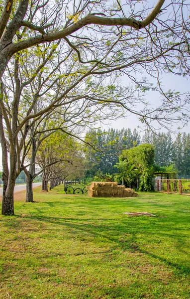 Campo de grama verde e árvore no parque — Fotografia de Stock