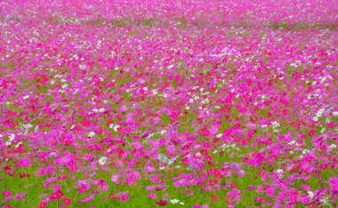 Cosmos renkli çiçek alanı