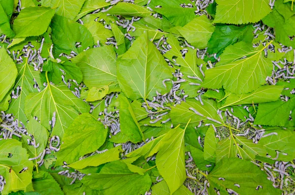 Zijde productieproces, zijderupsen met mulberry groen blad — Stockfoto