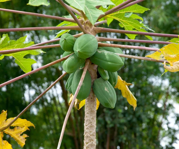 Papaia pendurado na árvore — Fotografia de Stock