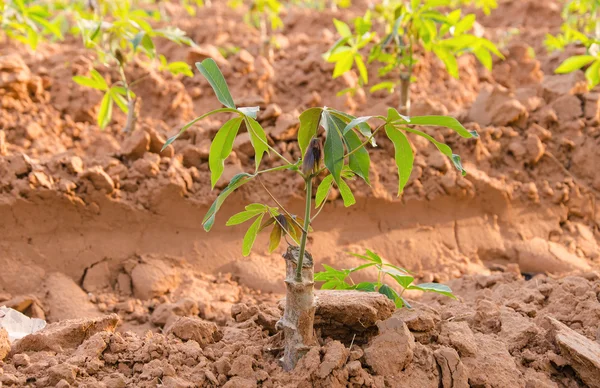 Cassava tree. — Stock Photo, Image