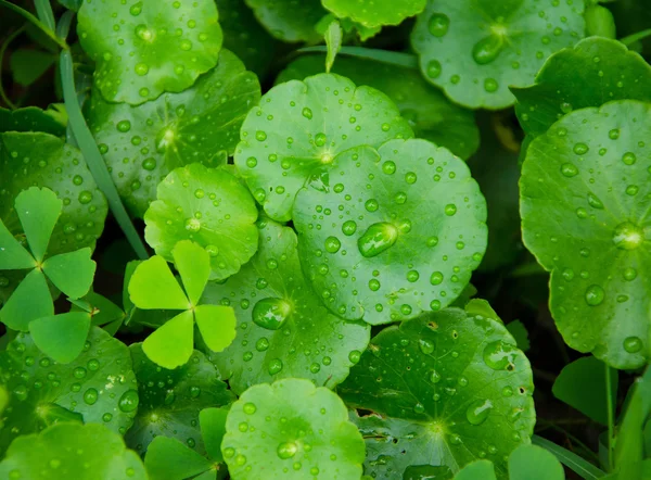 Goccia su foglia verde per sfondo — Foto Stock