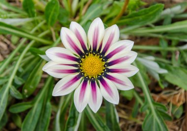 gazania güneşli çiçek