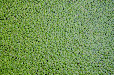 arka plan için su yüzeyi kaplı duckweed.