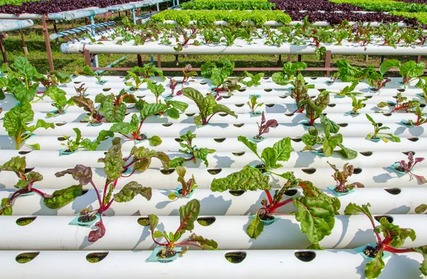 Organic hydroponic vegetable cultivation farm — Stock Photo, Image