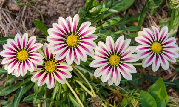 Gazania soliga blomma — Stockfoto