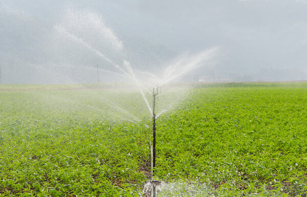 morning view of a hand line sprinkler system in a farm field