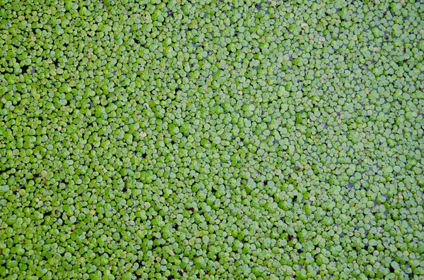 Arka plan için su yüzeyi kaplı duckweed. — Stok fotoğraf