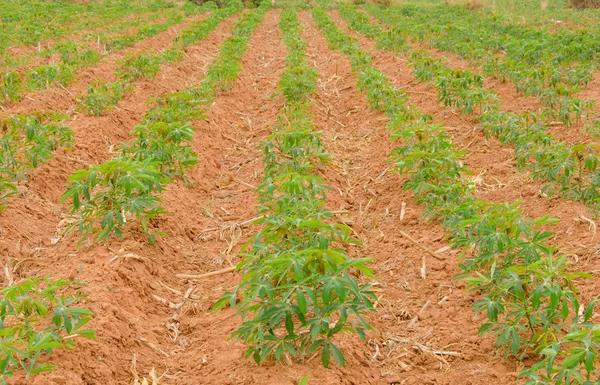 Row of cassava tree in field. — Stock Photo, Image