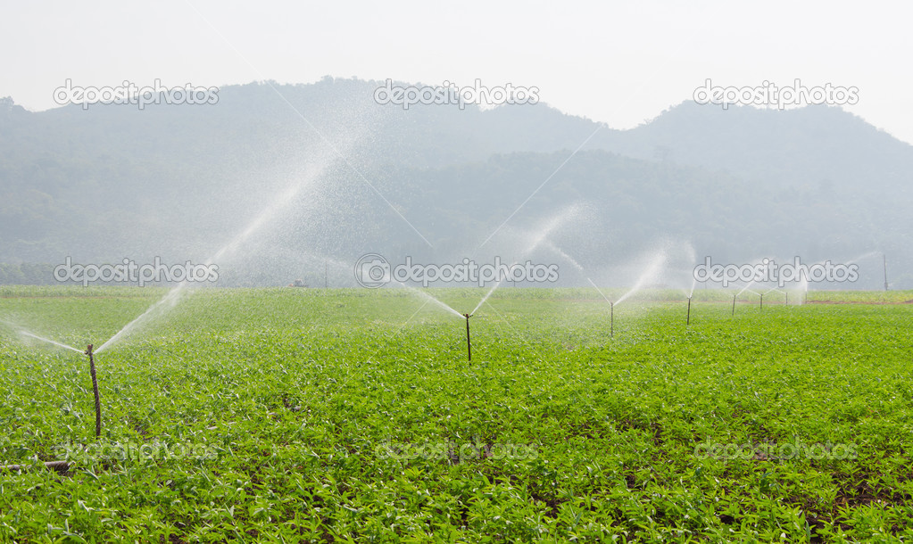 morning view of a hand line sprinkler system in a farm field