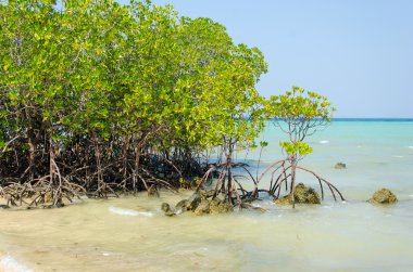 mangrov ağaçlar ve kökleri sahilde.