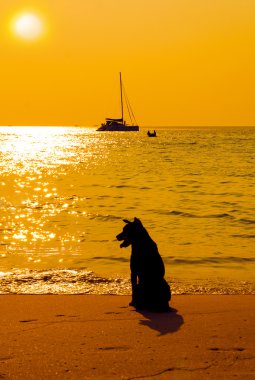 köpek sahilde günbatımı arıyorsunuz