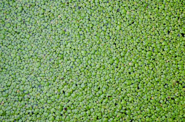 arka plan için su yüzeyi kaplı duckweed