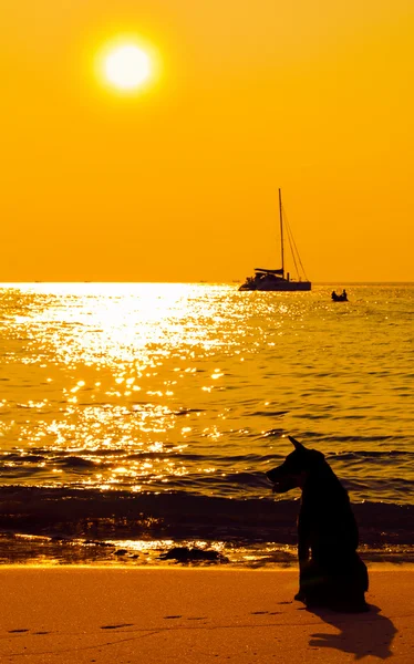 Cane sulla spiaggia guardando il tramonto — Foto Stock