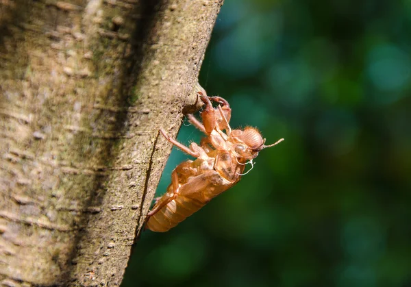 Zikadenschale, die auf dem Baum zurückbleibt — Stockfoto