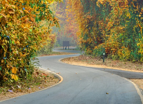 Ormandaki renkli yolun eğri — Stok fotoğraf