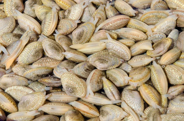 Fresh Clams in market — Stock Photo, Image