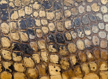 Timsah Cilt dokusunu arka planı için