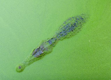 Timsah Sulak alan gölet duckweed ile kaplı