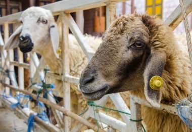 kahverengi koyun çiftliğinde başkanı