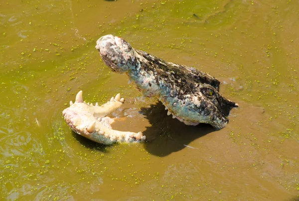 Krokodýl v rybníku mokřad pokryté Okřehek — Stock fotografie