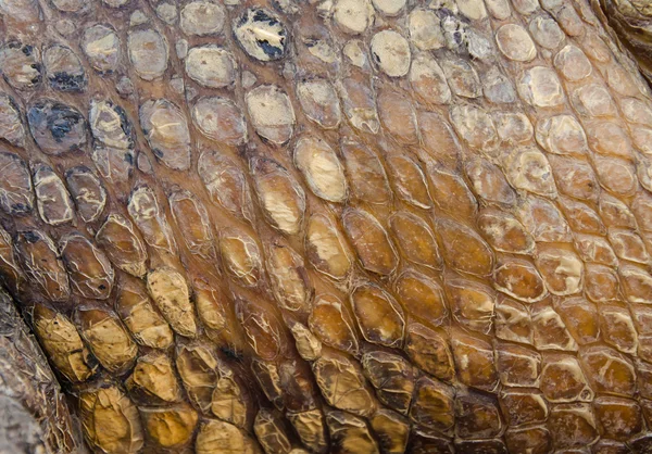 Textura da pele de crocodilo para fundo — Fotografia de Stock