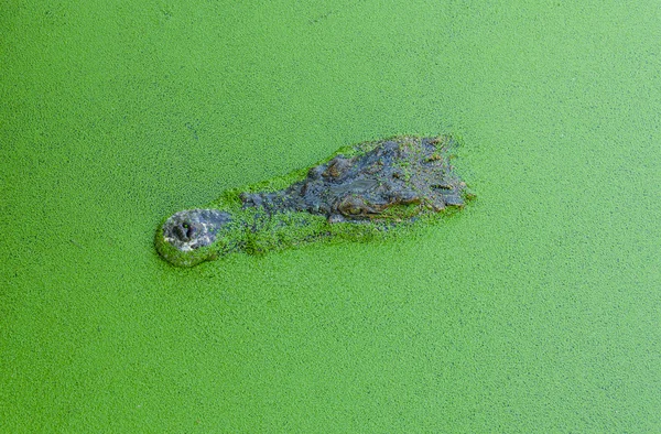 Cocodrilo en estanque cubierto de hierba de pato —  Fotos de Stock