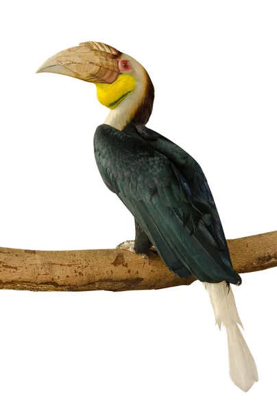 Zblízka velké hornbill izolovat na bílém pozadí — Stock fotografie