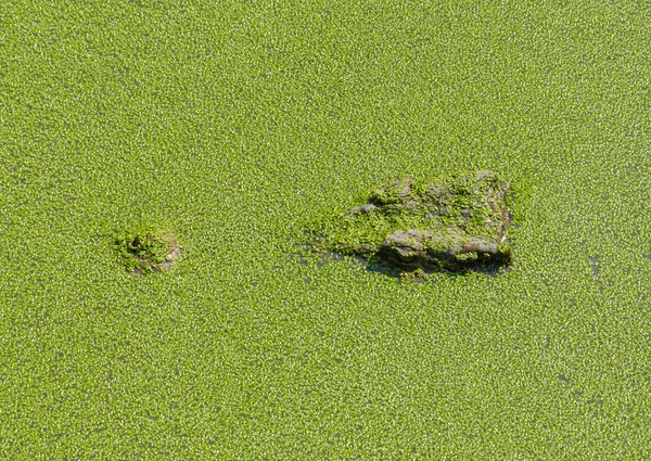 Crocodile in wetland pond covered with duckweed — Stock Photo, Image