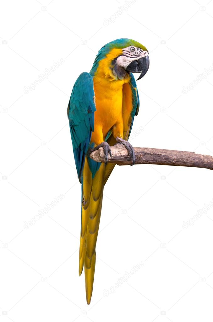 Parrot macaw isolate on white background