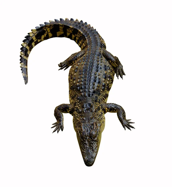 Crocodile isolated on white background — Stock Photo, Image