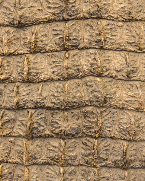 Crocodile skin texture for background — Stock Photo, Image