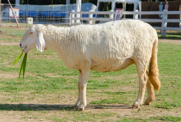Zbliżenie długo wełny owiec na farmie — Zdjęcie stockowe