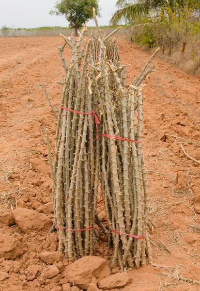 Row of cassava tree in field. — Stock Photo, Image
