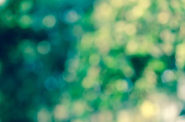 güzel yeşil doğa bokeh soyut arka planı için