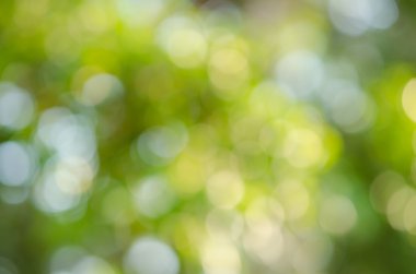güzel yeşil doğa bokeh soyut arka planı için