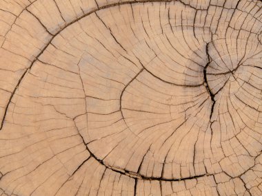 ağaç kütükleri ve kesilen ormanı ormansızlaşma