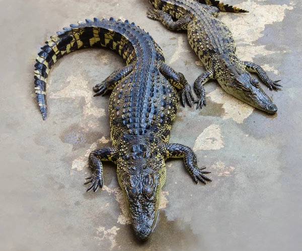 Crocodile — Stock Photo, Image