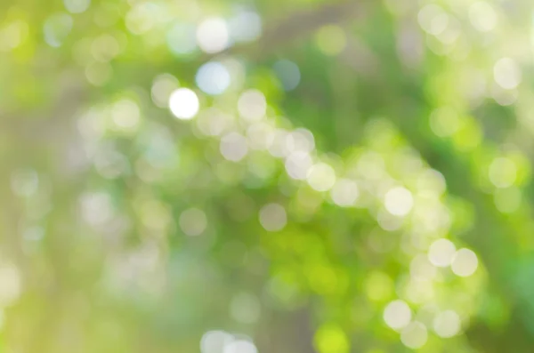 Gyönyörű zöld természet bokeh absztrakt háttér — Stock Fotó